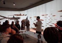 Megaldon, najveći morski pas živio i na području Panonskog mora