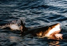 Zašto se više trebamo bojati mora bez morskih pasa, nego njih samih?